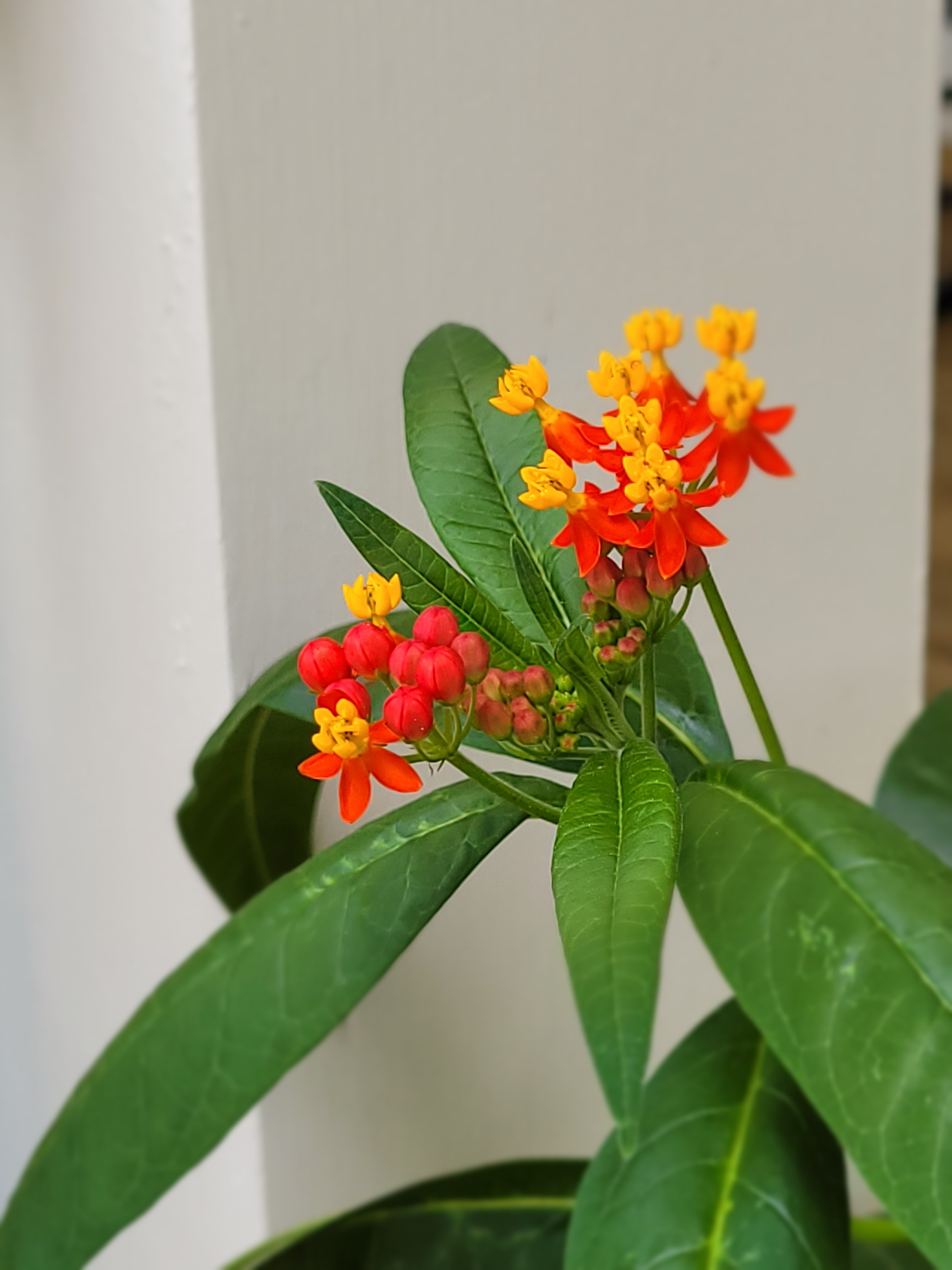 Tropical milkweed