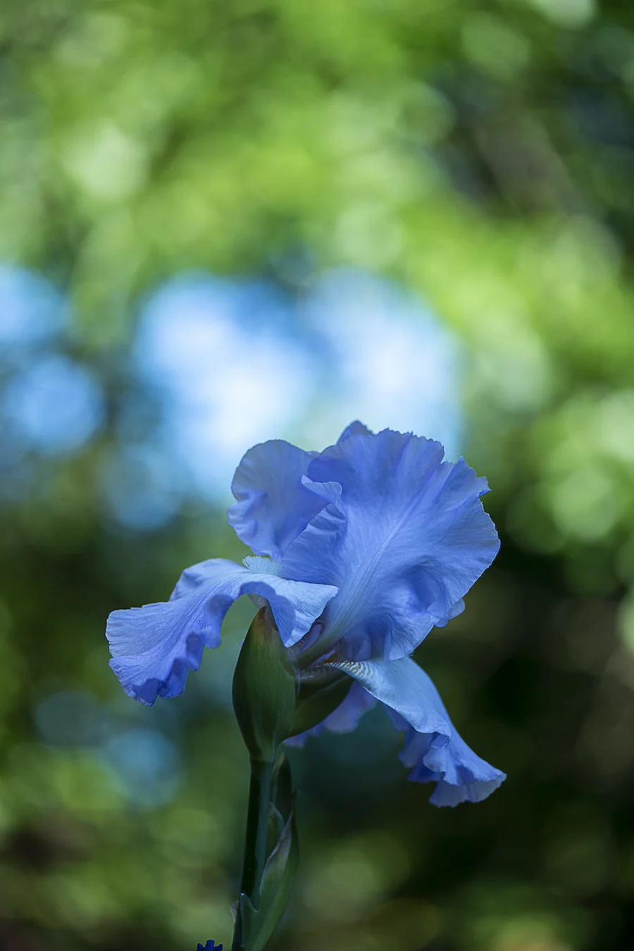 Blue flower.